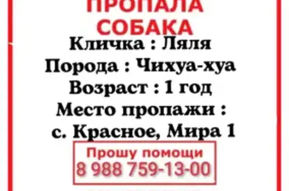 Пропала собака в с. Красное, вознаграждение 5000, тел. 89887591300