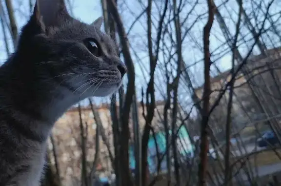 Пропал котенок на ул. Миронова 6, Мурманск