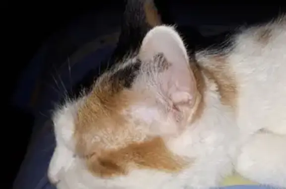 Пропала кошка на Сапёрной, Саратов, 15