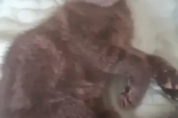 Кошки потеряшки, Санкт-Петербург, фото: Потеряшка голубая кошка с Ветеранов, 167 к1