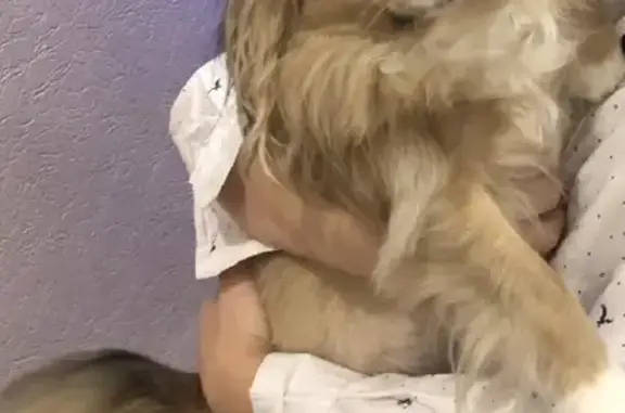 Объявления о пропавших и найденных животных, Ульяновск, фото: Пропал Чихуахуа на ул. Соловьёва, Ульяновск