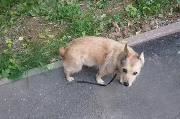 Пропала собака по кличке Соня в Каширском р-оне