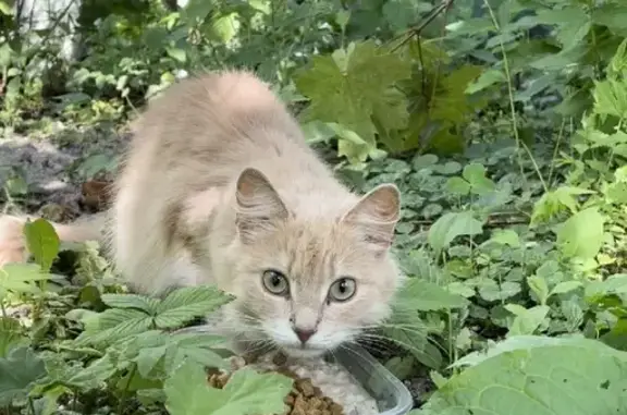 Найден кот в деревне Старо, Рузский район