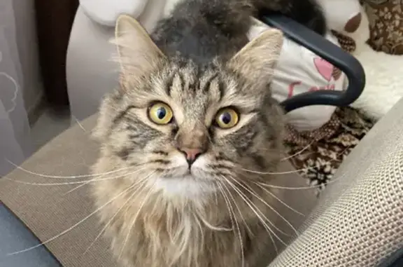 Кошки потеряшки, Новониколаевское, фото: Потеряшка кошка на трассе М6 в Волгоградской области