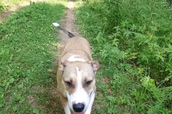 Найдена собака, Москва, фото: Найден палево-белый кобель возле лесной дороги, Клинский район.