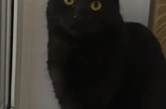 Потерянные животные Весенний, фото: Пропал кот Бакс на Рябиновой ул. 53