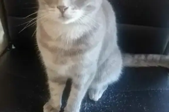 Кошки потеряшки, Екатеринбург, фото: Потеряшка серая кошка на ул. Саввы Белых, Екатеринбург