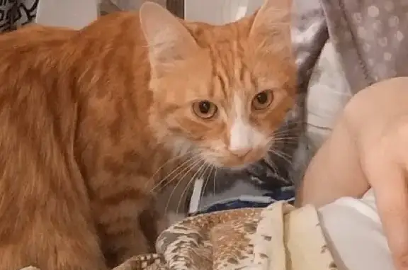 Кошки потеряшки, Кирилловка, фото: Потеряшка кошка на Путевой улице, Кирилловка