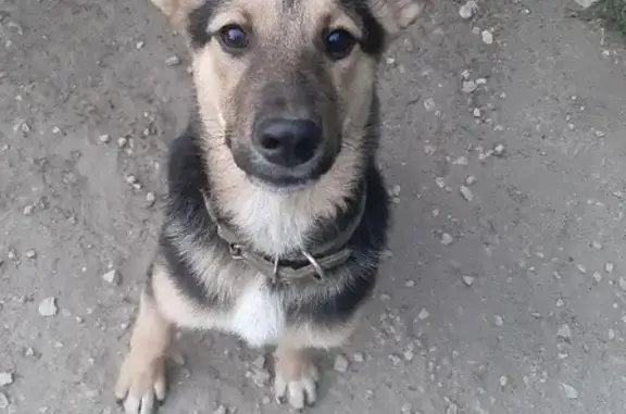 Пропала собака на Байкальской улице в Энгельсе