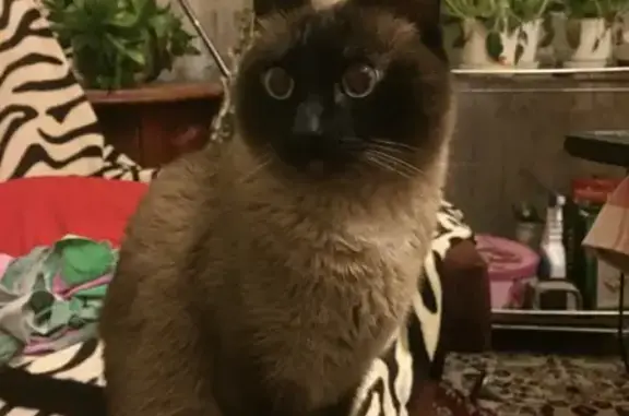 Кошки потеряшки, Новосибирск, фото: Потеряшка Тайская кошка на ул. Б. Богаткова, 245