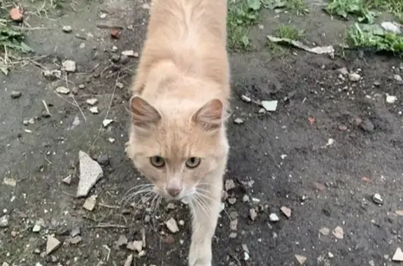 Найден кот на Солнечной улице