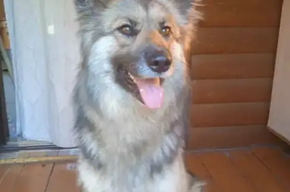 Найдена собака в деревне Хохлово 16К-0736