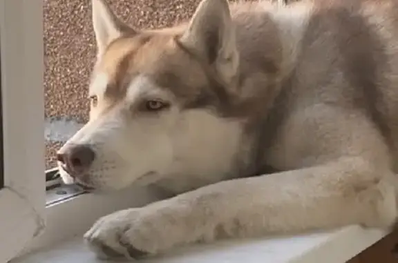 Потерянные животные Улан-Удэ, фото: Пропал рыжий хаски на Норильской ул. 24, Улан-Удэ