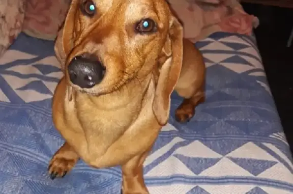 Пропала собака Чучелитто в Топарково (46Н-13034)