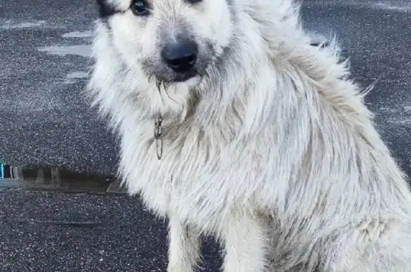 Найдена молодая собака в Мурино, ищем хозяина