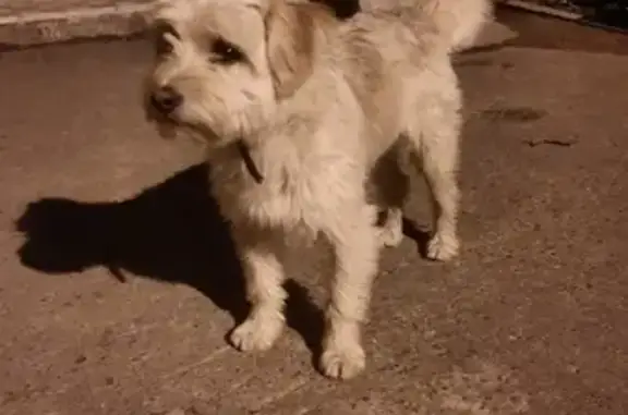 Собака с ошейником на улице Мира, Медведево