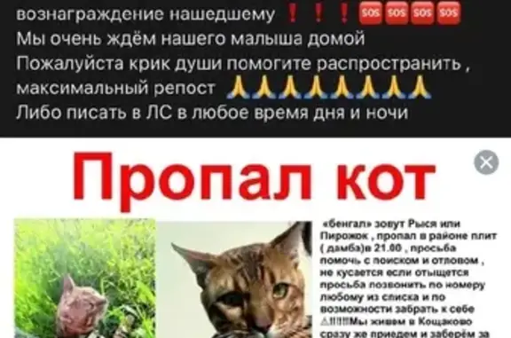 Пропала кошка в СНТ Тверетиновка возле озера, ищем с помощью объявления 🐱🆘