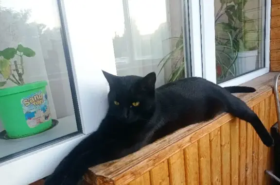 Кошки потеряшки, Ульяновск, фото: Потеряшка кошка Гарри на Камышинской ул. 17, Ульяновск