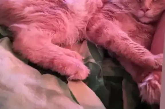 Кошки потеряшки, Екатеринбург, фото: Потеряшка кошка на Шефской улице, Екатеринбург