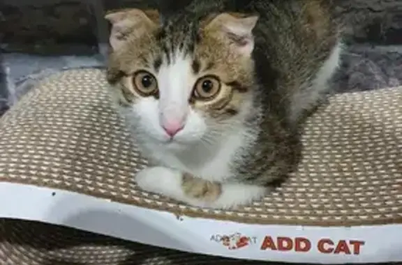 Найдена домашняя кошка-котенок с сломанным хвостом на 13-й линии в Ростове-на-Дону