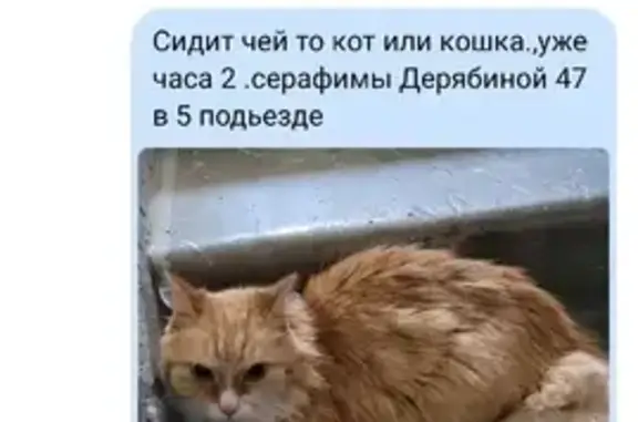 Потерян домашний кот на ул. Серафимы Дерябиной, 47