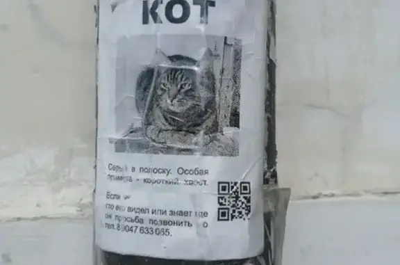 Пропал серый кот с коротким хвостом на Профсоюзной, Казань