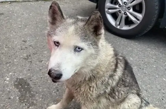 Найдена собака на Голландской, 16, Тверь
