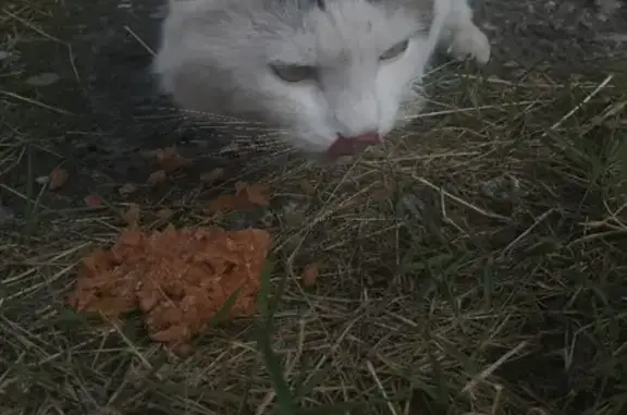 Найдена кошка на 22 съезде в Брянске, ищут хозяина