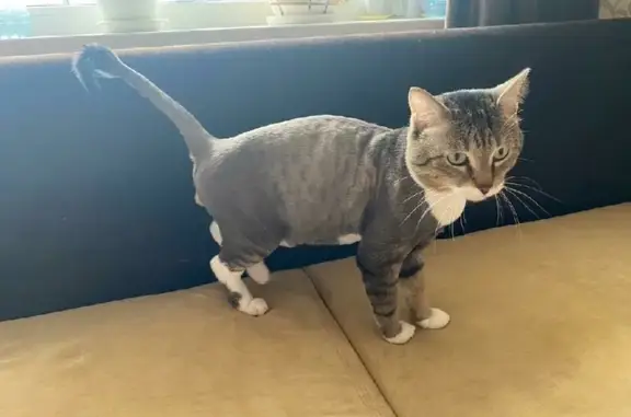 Кошки потеряшки, Новосибирск, фото: Потеряшка кот на ул. Свечникова, 4/1, Новосибирск