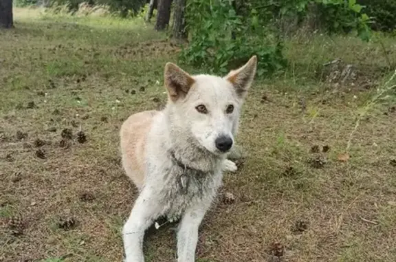 Найдена худая рыжая собака с ошейником в Прибрежном