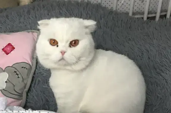 Кошки потеряшки, посёлок Южный, фото: Потеряшка белоснежный кот на Екатерининской, Южный (33 символа)
