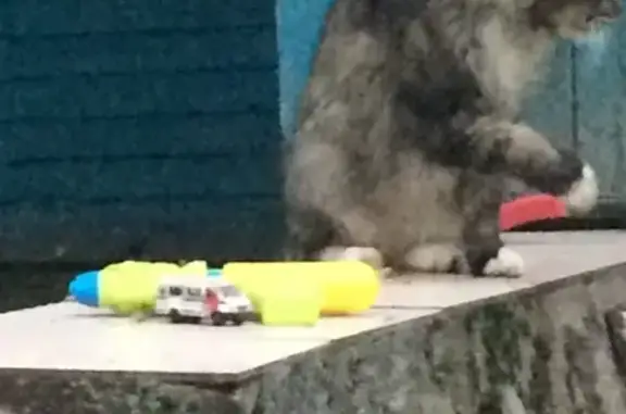 Кошки потеряшки, СНТ №3 КМЗ, фото: Потеряшка кошка на Тимоновском шоссе, 15 лет, темный окрас, свежая рана.