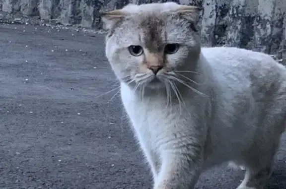 Найдена кошка Шотландец на ул. Ерёменко, Ростов-на-Дону