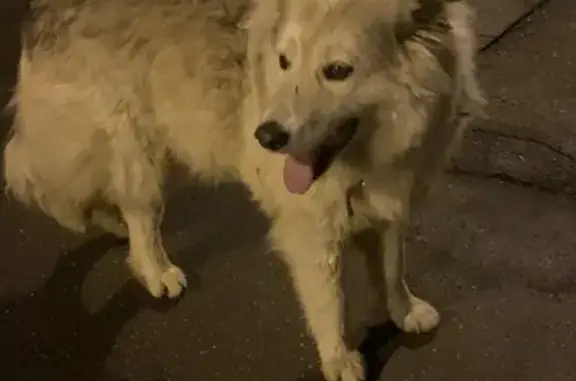 Потерялась добрая собака на Центральной улице, 3А