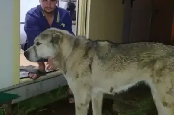 Найдена собака Алабай на Северном объезде Одинцова
