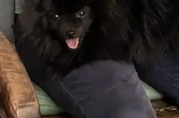 Собаки потеряшки, посёлок Ростовка, фото: Потеряшка собака на 3-й Новой, Ростовка.