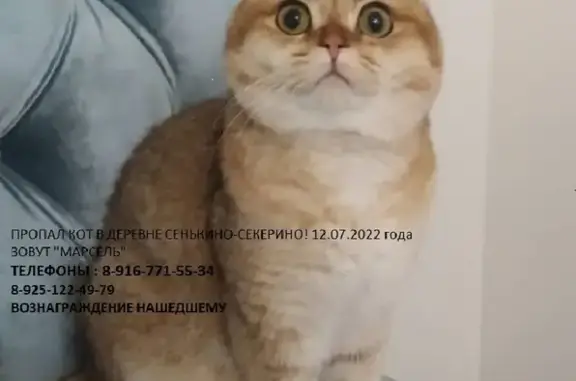 Пропала кошка Марсель в Михайлово-Ярцевском поселении, Москва