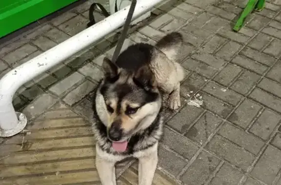 Найдена собака метис хаски на ул. Мусина/Ямашева, ищем нового хозяина!
