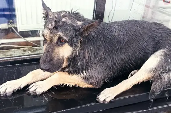 Найдена собака в Пос. Новоликеево, нужна помощь