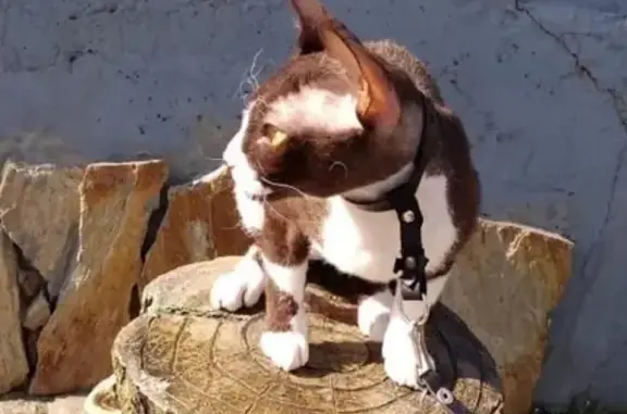 Кошки потеряшки, Новосибирск, фото: Потеряшка кошка Арчи на ул. Дмитрия Донского, 26, Новосибирск