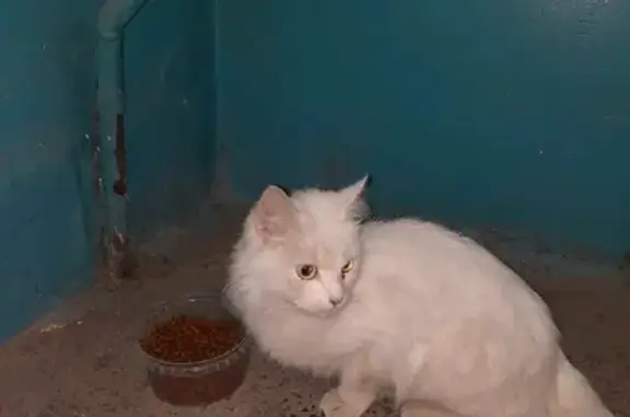 Найдена кошка, Волжский