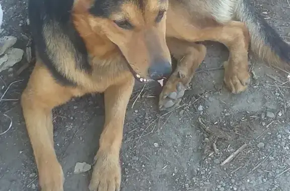 Собака найдена на Инструментальной улице в Таганроге