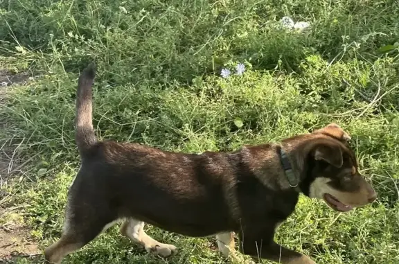 Найдена собака на ул. Никула Эркая, Саранск