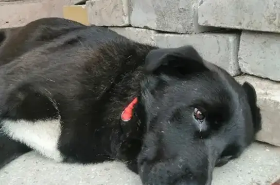 Найдена собака на Боевой ул. в Казани