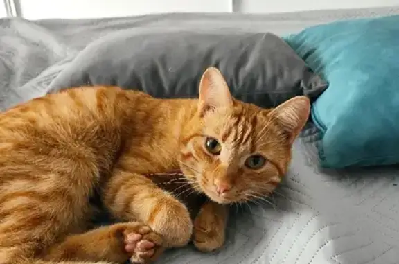 Пропал рыжий кот Нафаня на Олимпийской, 44