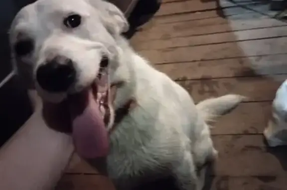 Найдена белая собака на ул. Ленина, Кайдаловка