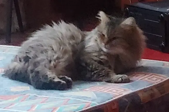 Пропала кошка Мурка в Кантемировке, Воронежская область