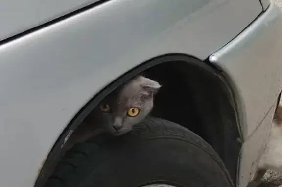 Найдена кошка на ул. Менделеева, 201 в Уфе