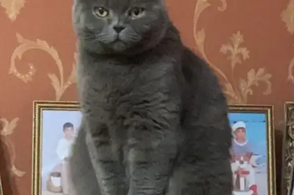 Кошки потеряшки, Матюшинское, фото: Потеряшка кот на острове в Татарстане