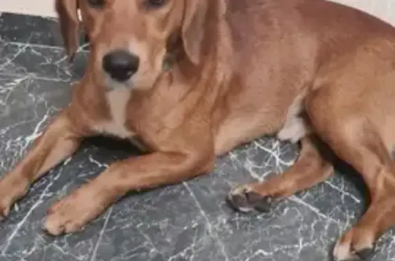 Найдена собака на улице Островского, Геленджик